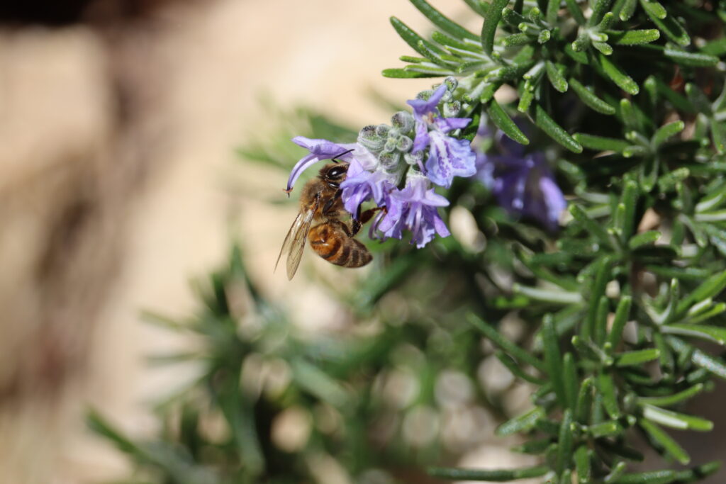 abeille qui butine une petite fleur violette