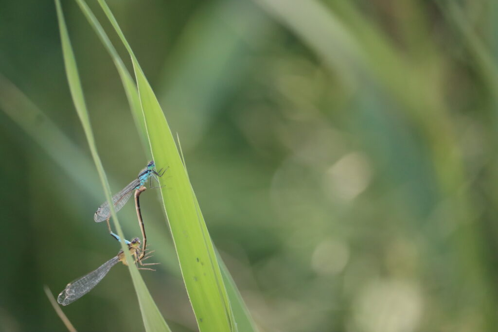 deux libellules sur des feuilles vertes