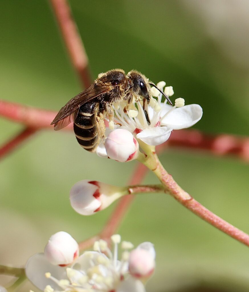 Abeille qui butine une fleur rose et blanche