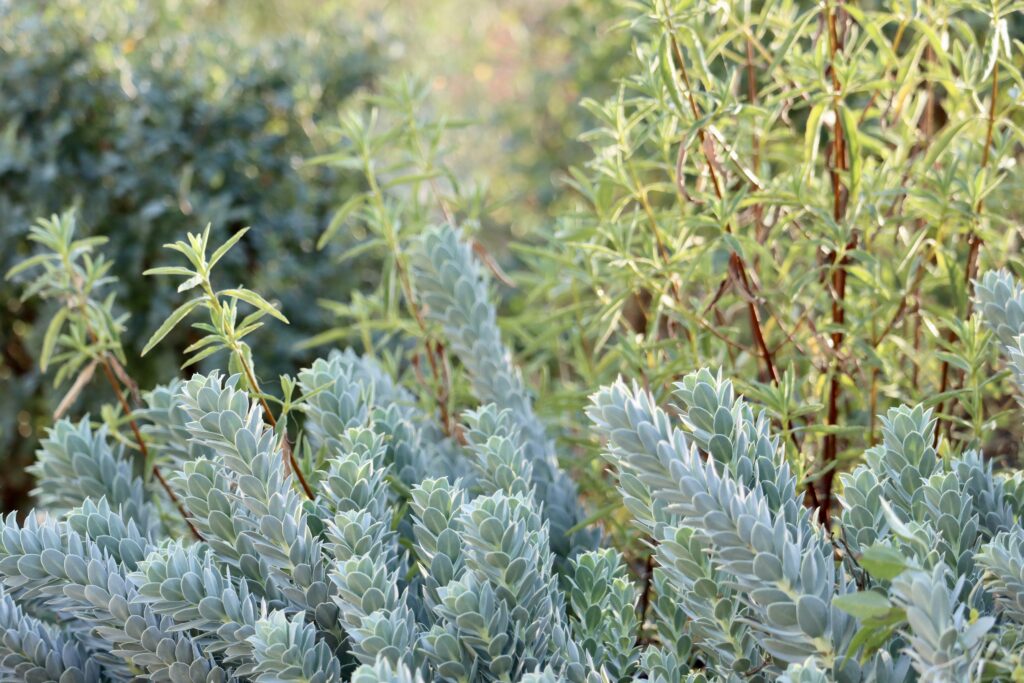 paysagiste-montpellier-entretien-jardin