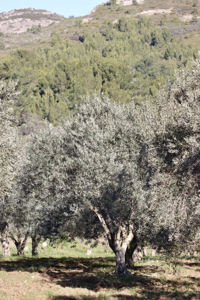Grand Olivier dans milieu sec