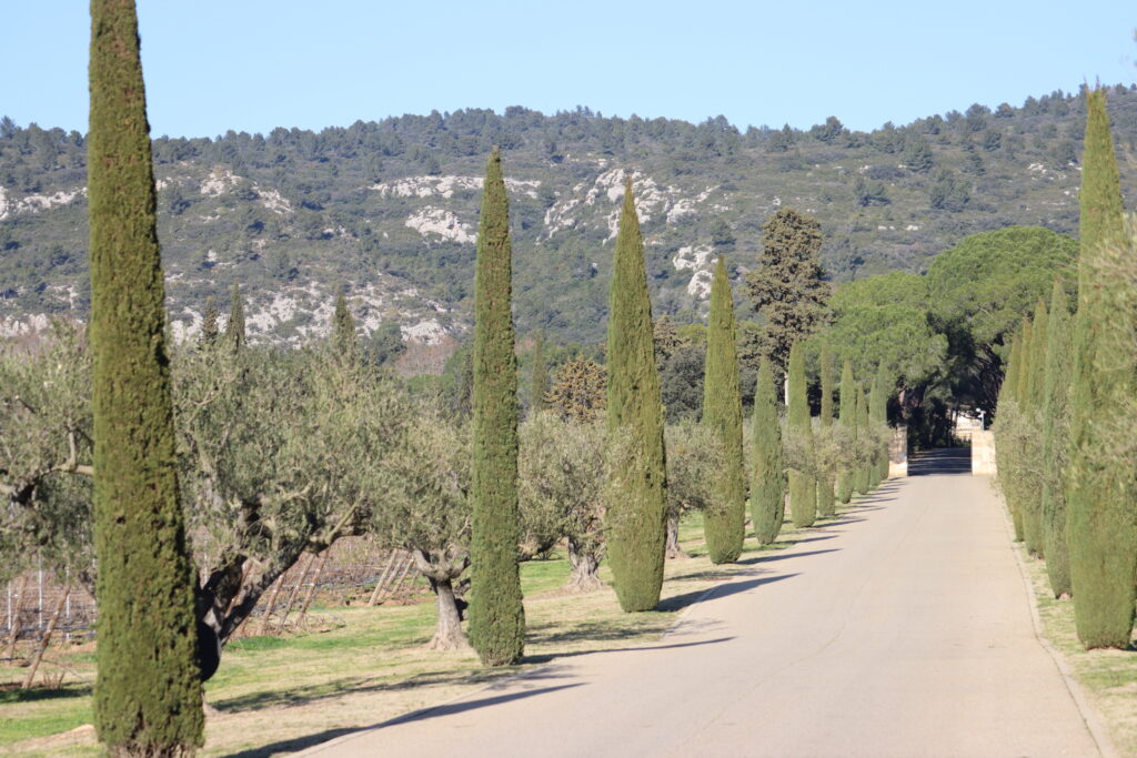 allée de cyprès